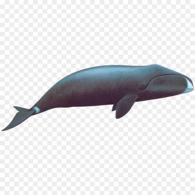 Whale-Clip-Art-Transparent-File-TXOVZ7MY.png