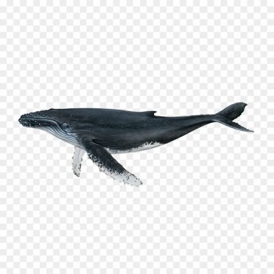 Whale-PNG-Clipart-Background-O8WQ8TK5.png