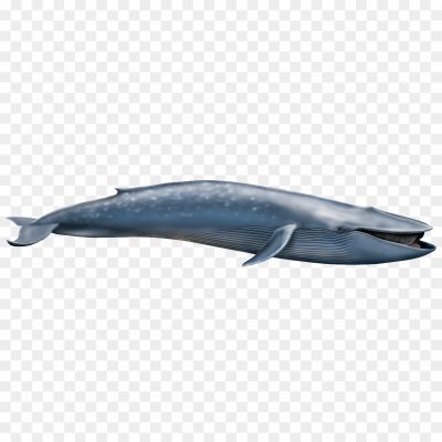 Whale-PNG-Free-File-Download-1KHLNGDY.png