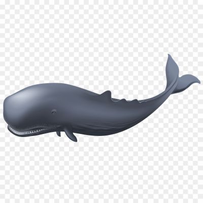 Whale-PNG-HD-Photos-WZALTCOX.png PNG Images Icons and Vector Files - pngsource