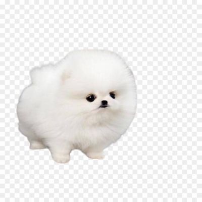 White dog puppy png_29382983.png