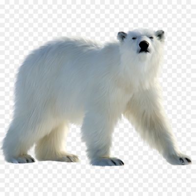White-Bear-PNG-Free-File-Download-Pngsource-81D4Z71L.png