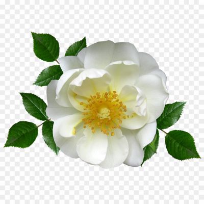 White-Flower-PNG-Clipart-Background-MS04HAVG.png