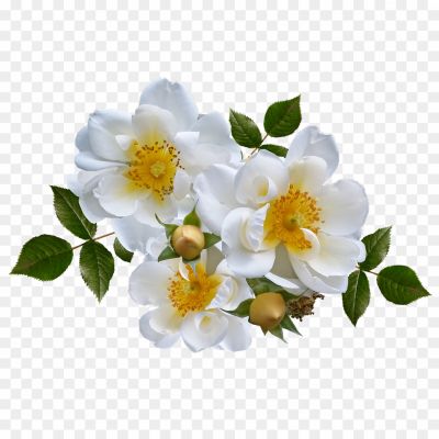 White-Flower-Transparent-File-DGFDWGNM.png PNG Images Icons and Vector Files - pngsource