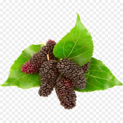 White-Mulberry-PNG-GOZJFTU2.png