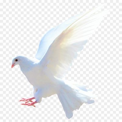 White-Pigeon-Background-PNG-Clip-Art.png