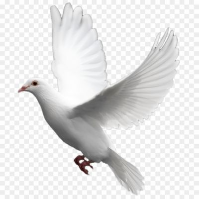 White-Pigeon-Background-PNG-Image.png