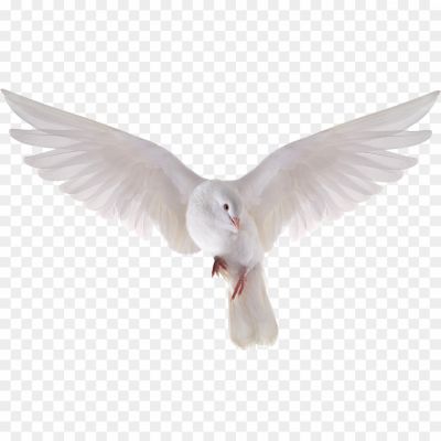 White-Pigeon, Dove, Bird, Flying, Feathers, Peace, Purity, Symbol, Wildlife, Urban, Transparent Background, High-resolution, PNG Format, Illustration, Nature, Bird Photography, Wildlife Conservation, Dove Symbolism, Spiritual, Tranquility, Harmony, Freedom.