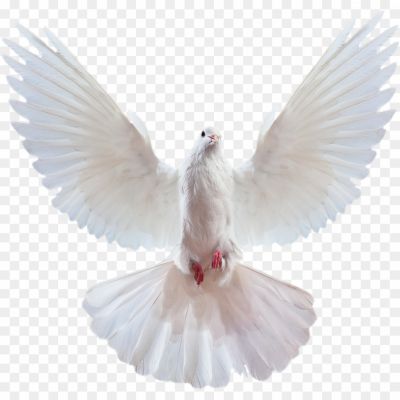 White-Pigeon-Free-PNG.png PNG Images Icons and Vector Files - pngsource