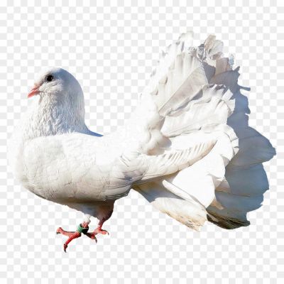 White-Pigeon-No-Background-Clip-Art.png