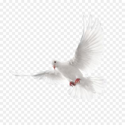 White-Pigeon-PNG-Background.png PNG Images Icons and Vector Files - pngsource