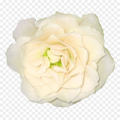White-Rose-PNG-Clipart-Background-0HO8WP5A.png