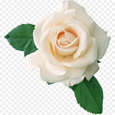 White-Rose-PNG-Free-Image-T43SJJGF.png