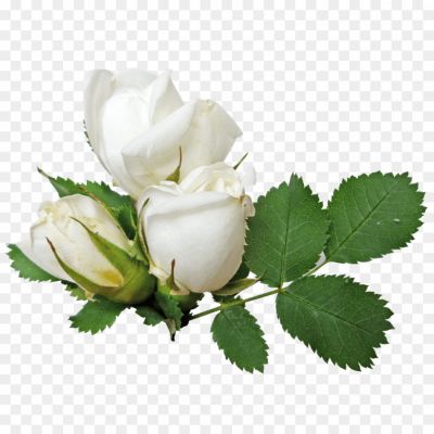 White-Rose-PNG-No-Background-PUK966D9.png