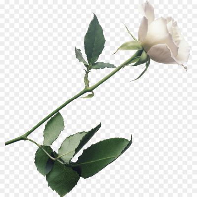 White-Rose-PNG-Photo-Image-NK4R202X.png