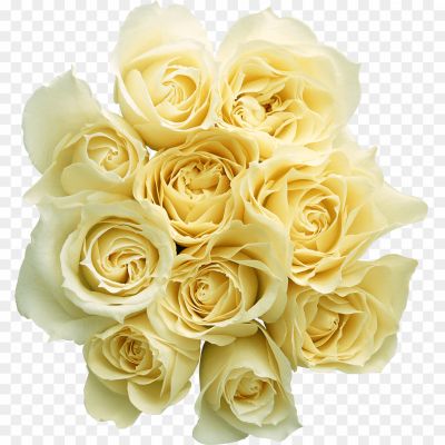 White-Rose-PNG-Transparent-A8AE2A4X.png
