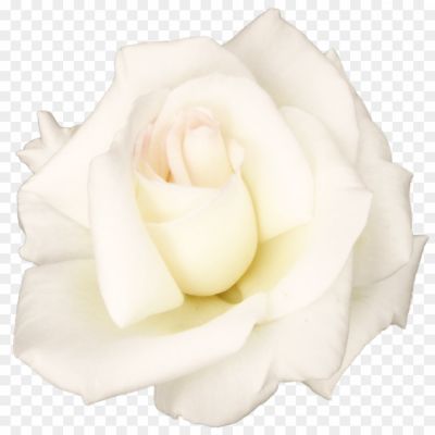 White-Rose-PNG-Transparent-Image-BB1VKMRH.png