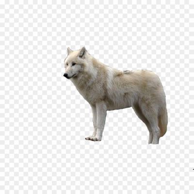 White Wolf With Transparent PNG - Pngsource