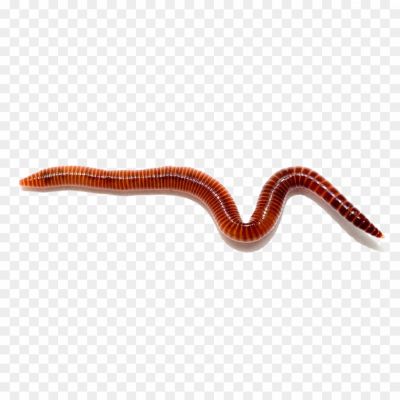 Worms-Free-PNG-Pngsource-1CSIXDKN.png