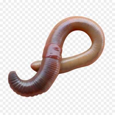 Earthworms, Annelids, Segmented Worms, Soil Dwellers, Detritivores, Decomposers, Beneficial Organisms, Vermiculture, Soil Health, Burrowing, Casting, Ecosystem Engineers, Earthworm Species, Earthworm Anatomy, Earthworm Reproduction