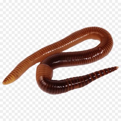 Worms-PNG-Photo-Image-Pngsource-FC9QVKWY.png