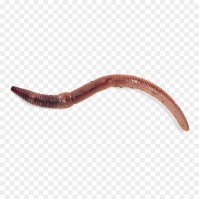 Worms-PNG-Photos - Copy-Pngsource-4XIDV6N4.png