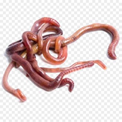 Worms-Transparent-File - Copy-Pngsource-8AAB79P3.png