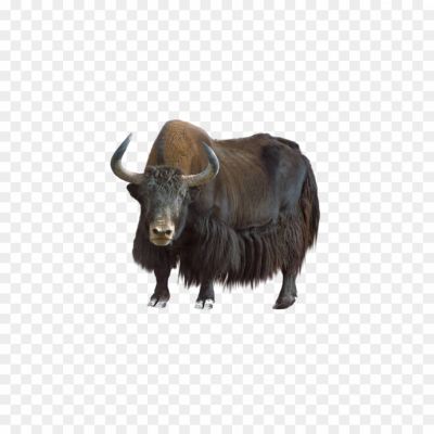 Yak himalyan png_9230290902390.png PNG Images Icons and Vector Files - pngsource