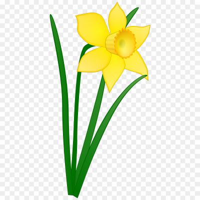 Yellow-Daffodil-PNG-Background-Image-DZQEC40V.png