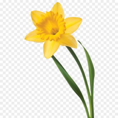Yellow-Daffodil-PNG-Clipart-8A583E4Y.png