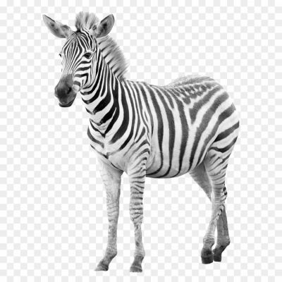 Zebras, African Wildlife, Striped Pattern, Herd Animals, Social Behavior, Grazing Mammals, Equids, Black And White Stripes, Plains Zebras, Mountain Zebras, Grevy's Zebras, Grassland Habitats, Herbivores, Hoofed Animals, Wild Horses, Unique Coat Patterns, Camouflage, Mane, Tail, Hooves, Grazing Behavior, Herbivorous Diet, Water-dependent