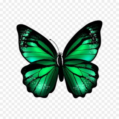 butterfly, fly-titli, monarch, green butterlfy, butterflies
