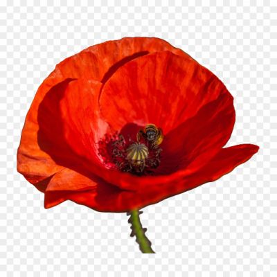 Keywords: Poppy Flower, Red Poppy, Papaver, Floral Beauty, Wildflower, Symbol Of Remembrance, Opium Poppy, Delicate Petals, Bright Colors, Field Of Poppies, Medicinal Plant, Poppy Seeds, Botanical Illustration, Ornamental Flower, Floral Arrangement, Poppy Field, Poppy Symbolism, Opium Production, Poppy Cultivation, Poppy Tea