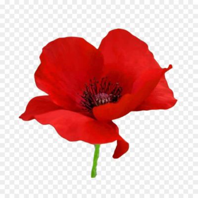 Keywords: Poppy Flower, Red Poppy, Papaver, Floral Beauty, Wildflower, Symbol Of Remembrance, Opium Poppy, Delicate Petals, Bright Colors, Field Of Poppies, Medicinal Plant, Poppy Seeds, Botanical Illustration, Ornamental Flower, Floral Arrangement, Poppy Field, Poppy Symbolism, Opium Production, Poppy Cultivation, Poppy Tea