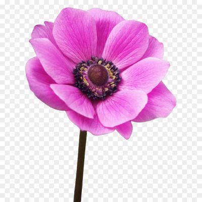 anemone-flower png _99209320.png