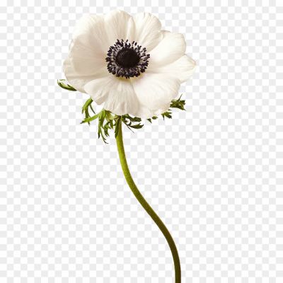 anemone-flower png _99209320029302.png PNG Images Icons and Vector Files - pngsource