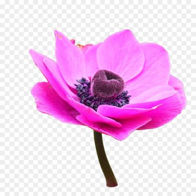 anemone-flower png _99209320323.png