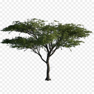 Babyltree - Pngsource