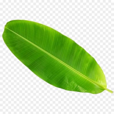 Banana Leaf, Green Leaf, Tropical, Natural, Traditional, South Indian Cuisine, Food Presentation, Serving Plate, Biodegradable, Eco-friendly, Wrapping, Steaming, Aromatic, Authentic, Decorative, Festive, Banana Leaf Meal, Banana Leaf Rice, Cultural Significance, Served As A Platter.