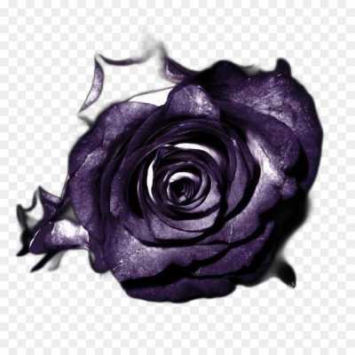 black-rose-gulab-flower-High-Resolution-Transparent-Isolated-PNG-HBMJ8ETX.png