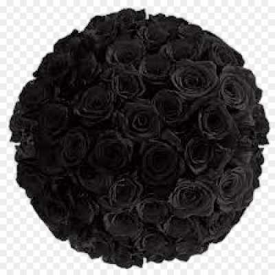 black-rose-gulab-flower-Isolated-Transparent-Image-HD-PNG-584DNEVQ.png