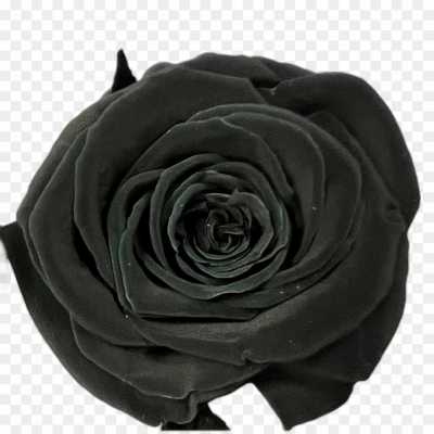 black-rose-gulab-flower-Isolated-Transparent-PNG-P4MFN85I.png