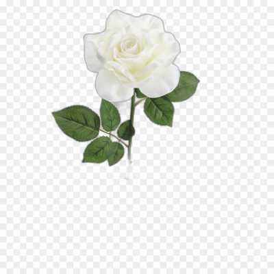 black-rose-gulab-flower-No-Background-PNG-Image-2B5H5EXL.png