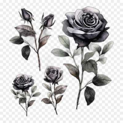 black-rose-gulab-flower-No-Background-PNG-Image-3XLSO35R.png