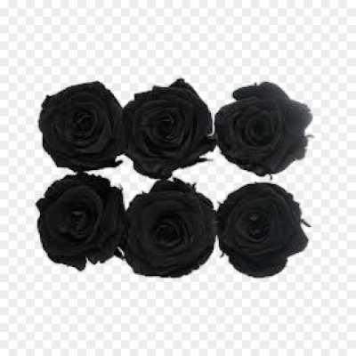 black-rose-gulab-flower-Transparent-High-Resolution-PNG-3E3YETN0.png