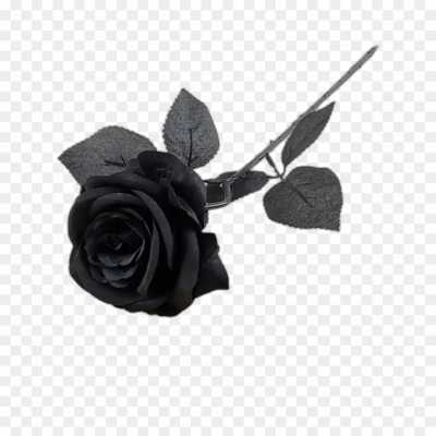 black-rose-gulab-flower-Transparent-Isolated-Image-PNG-7DFPQ083.png