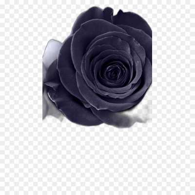 black-rose-gulab-flower-Transparent-Isolated-Image-PNG-7QCTGYU0.png