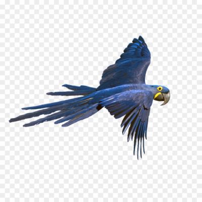 Macaw, Parrot, Tropical Bird, Colorful Feathers, Intelligent, Vocal, Rainforest, Large Beak, Vibrant Plumage, Long Tail, Playful, Endangered, Exotic, Curious, Social, Mimicry, Flight, Native To South America, Conservation.
