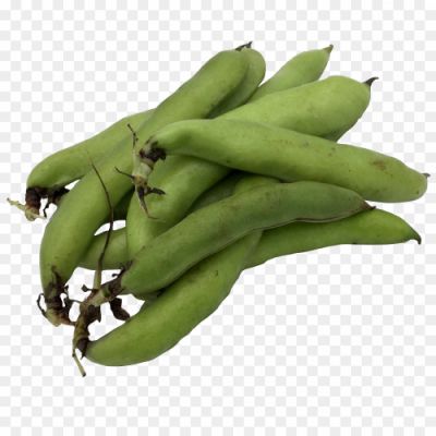broad-bean-PNG-Image.png