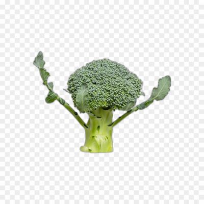 broccoli-isolated-no-background-png-Pngsource-CK97PY19.png